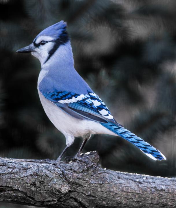 Regal Blue-Jay | Shutterbug